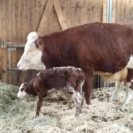 Karle Apartamento Künzelsau